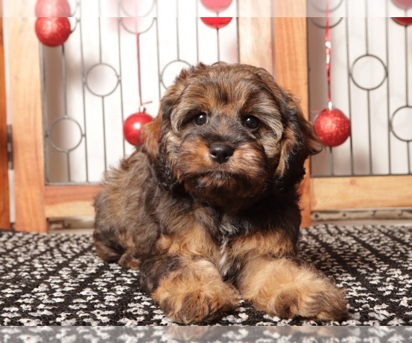 Medium Photo #1 Cavapoo (Standard) Puppy For Sale in NAPLES, FL, USA