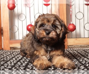 Cavapoo (Standard) Puppy for sale in NAPLES, FL, USA