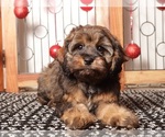 Small Cavapoo (Standard)