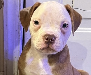 American Bulldog Puppy for sale in HARPERS FERRY, WV, USA