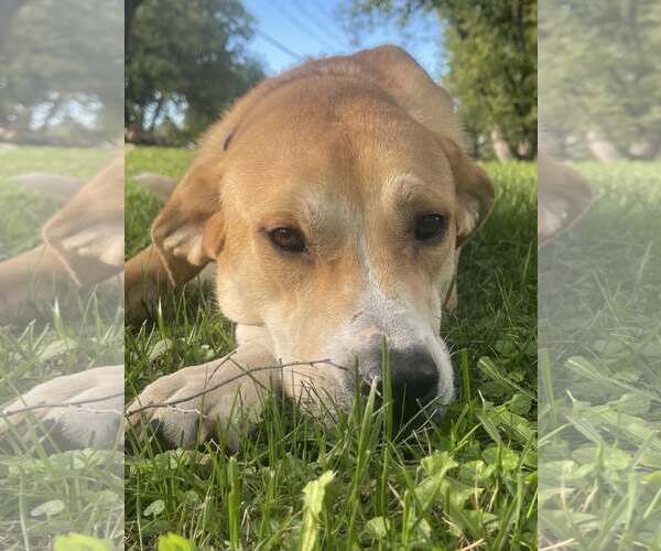 Medium Photo #9 Labrador Retriever-Unknown Mix Puppy For Sale in Crystal, MN, USA