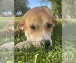Small Photo #9 Labrador Retriever-Unknown Mix Puppy For Sale in Crystal, MN, USA