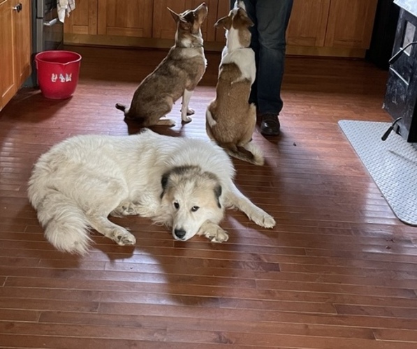 Medium Photo #1 Australian Cattle Dog-Great Pyrenees Mix Puppy For Sale in NEW WILMINGTON, PA, USA