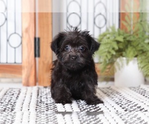 YorkiePoo Puppy for sale in NAPLES, FL, USA