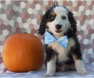 Bernedoodle Puppy for sale in LANCASTER, PA, USA