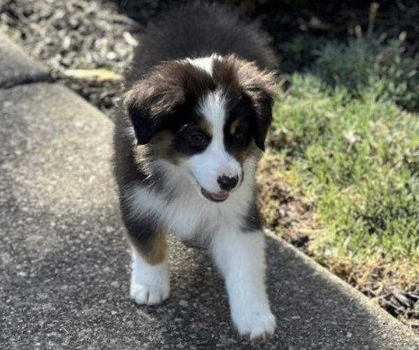 Medium Photo #3 Miniature American Shepherd Puppy For Sale in NOLENSVILLE, TN, USA