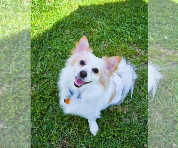 Medium Photo #2 Chiranian Puppy For Sale in Rochester, NY, USA