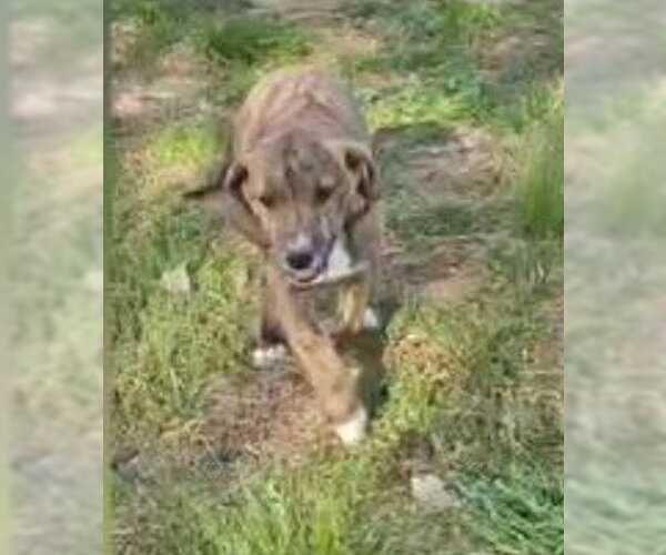 Medium Photo #2 Mutt Puppy For Sale in Wakefield, RI, USA