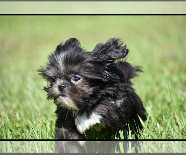 Medium Photo #2 Shih Tzu Puppy For Sale in PALM COAST, FL, USA