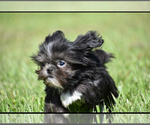 Small #1 Shih Tzu