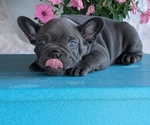 Small #10 French Bulldog