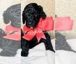 Small Photo #25 Goldendoodle Puppy For Sale in RUSKIN, FL, USA
