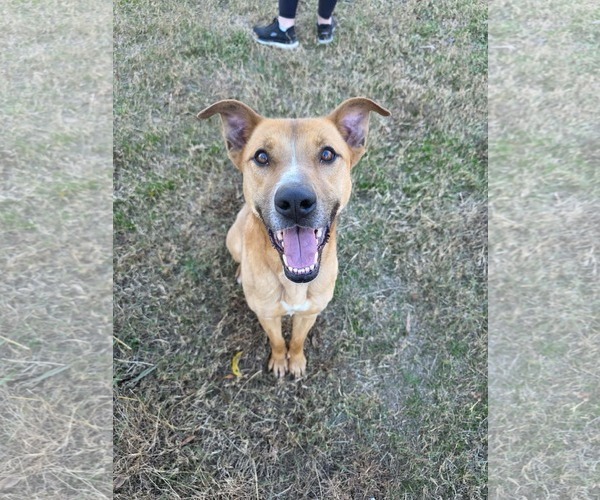 Medium Photo #1 Mutt Puppy For Sale in Woodbury, NY, USA