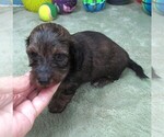 Small #6 Dachshund