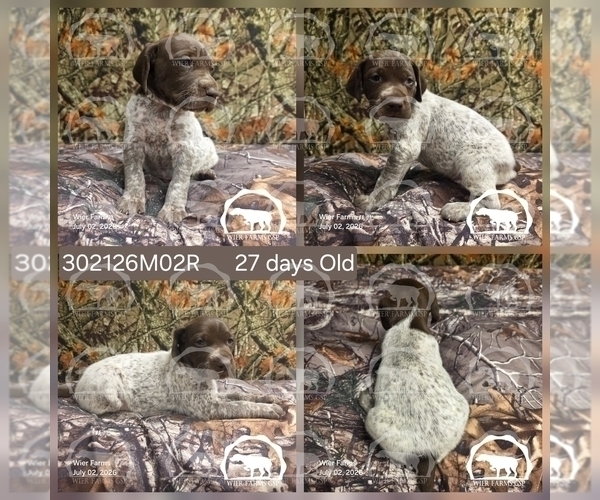 Medium Photo #2 German Shorthaired Pointer Puppy For Sale in MOYIE SPRINGS, ID, USA