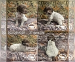 Small #1 German Shorthaired Pointer