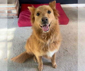 Medium Finnish Spitz Mix