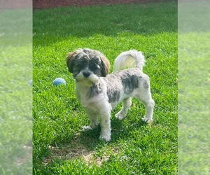 Shih Tzu Dogs for adoption in St. Louis Park, MN, USA