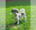 Small Shih Tzu