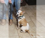 Small #7 American Staffordshire Terrier Mix
