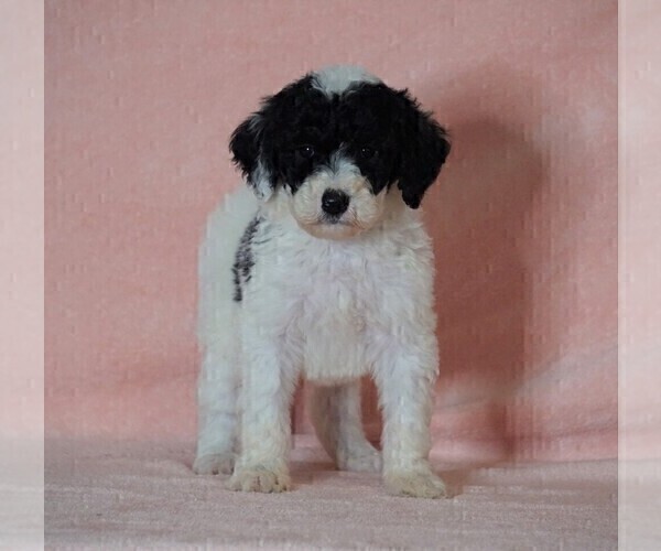 Medium Photo #4 Poodle (Standard)-Shepadoodle Mix Puppy For Sale in FREDERICKSBG, OH, USA