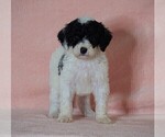 Small Photo #4 Poodle (Standard)-Shepadoodle Mix Puppy For Sale in FREDERICKSBG, OH, USA