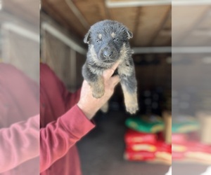 German Shepherd Dog Puppy for sale in GREENVILLE, NC, USA
