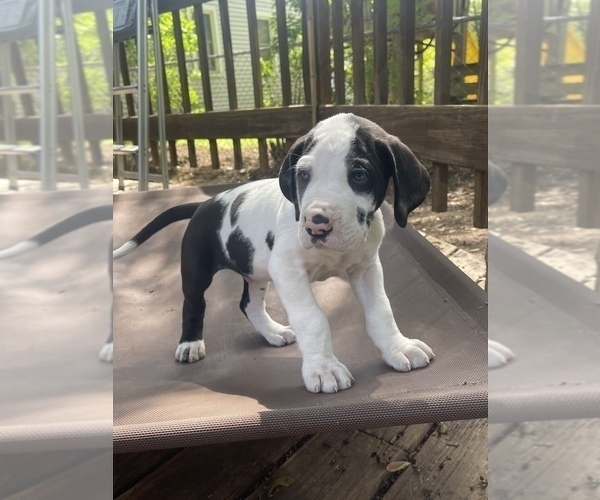 Medium Photo #8 Great Dane Puppy For Sale in LANSING, MI, USA