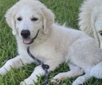 Small #3 Great Pyrenees