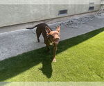 Small #1 American French Bull Terrier