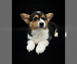 Pembroke Welsh Corgi Puppy for sale in FAIRBANK, IA, USA