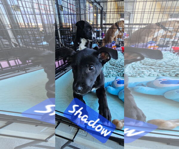 Medium Photo #4 Mutt Puppy For Sale in Brooksville, FL, USA