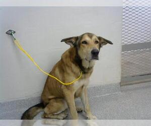 German Shepherd Dog-Unknown Mix Dogs for adoption in Pasadena, TX, USA