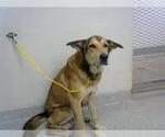 Small German Shepherd Dog Mix