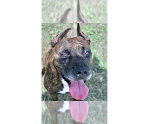 Mutt Dogs for adoption in Abbeville, LA, USA