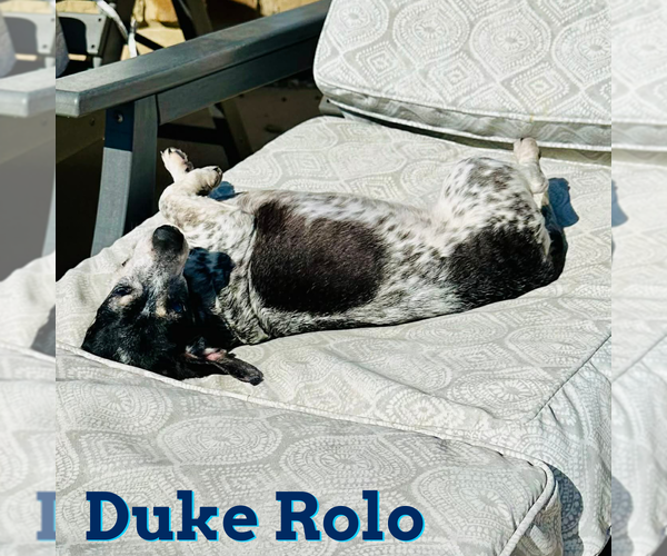 Medium Photo #5 Dachshund Puppy For Sale in San Antonio, TX, USA