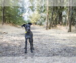 Small #3 Mutt
