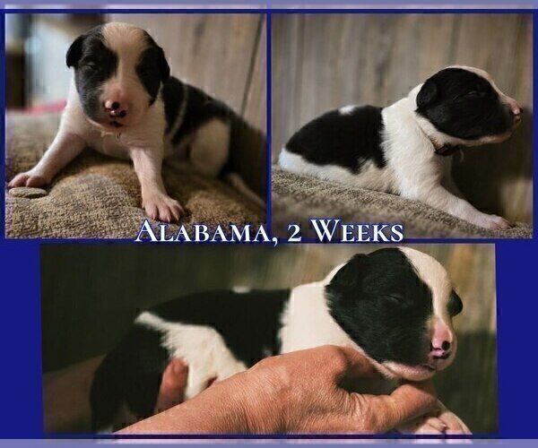 Medium Photo #42 Border Collie Puppy For Sale in BROOKFIELD, MO, USA