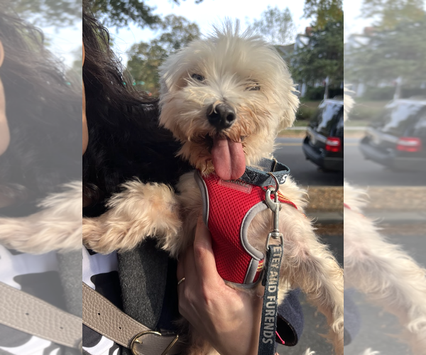 Medium Photo #4 Maltese-Unknown Mix Puppy For Sale in Rockville, MD, USA