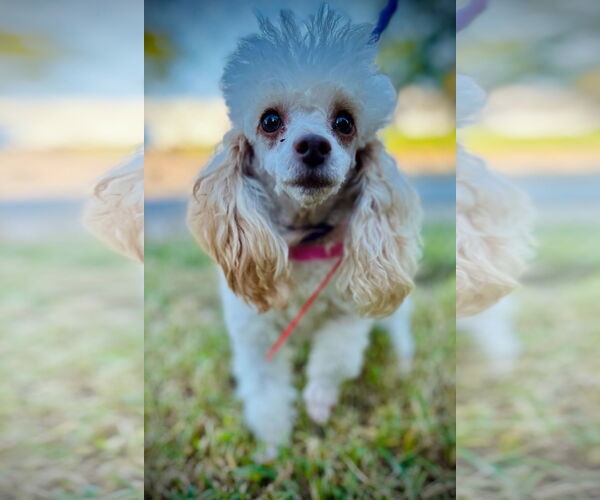 Medium Photo #2 Poodle (Toy) Puppy For Sale in Pacolet, SC, USA