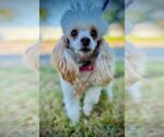 Small #1 Poodle (Toy)