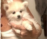 Small Photo #28 Pomsky Puppy For Sale in GOLDEN VALLEY, AZ, USA
