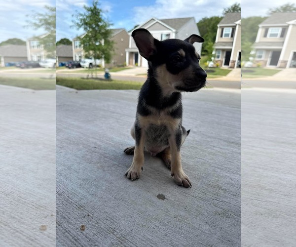 Medium Photo #2 Chihuahua-Unknown Mix Puppy For Sale in Woodbury, NY, USA