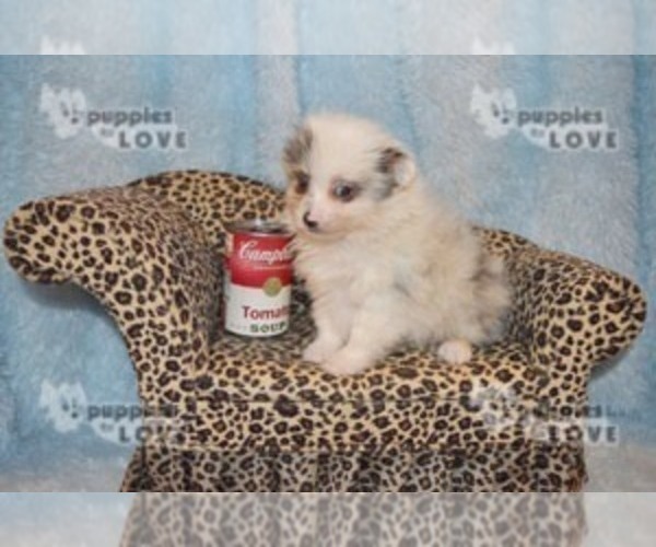 Medium Photo #7 Pomeranian Puppy For Sale in SANGER, TX, USA