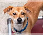 Small #6 Basenji Mix