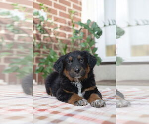 Collie-Unknown Mix Dogs for adoption in Sandy, UT, USA