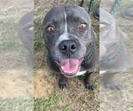 Small #6 American Pit Bull Terrier Mix