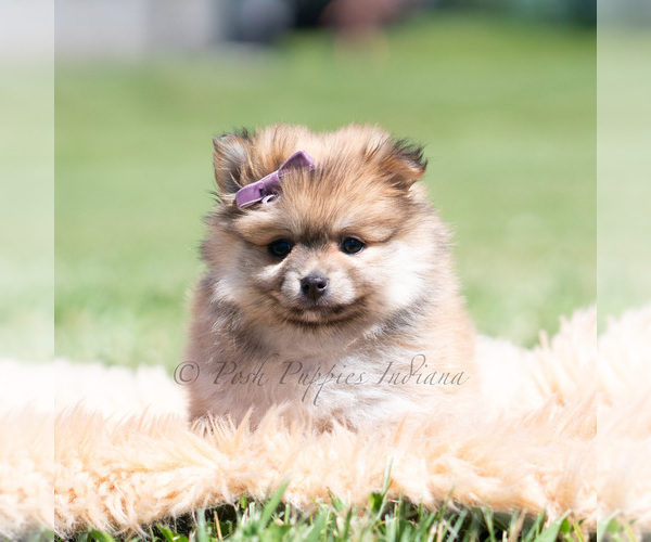 Medium Photo #58 Pomeranian Puppy For Sale in WARSAW, IN, USA