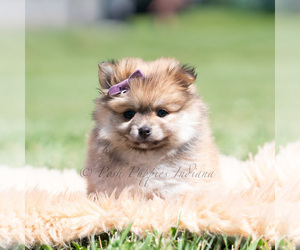 Medium Pomeranian