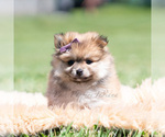 Puppy Crimson Pomeranian